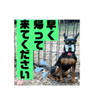 ミニピンるーくバージョンアップ（個別スタンプ：6）