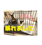 ミニピンるーくバージョンアップ（個別スタンプ：14）