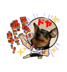 ミニピンるーくバージョンアップ（個別スタンプ：38）