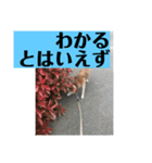 愛犬花13（個別スタンプ：2）