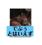 愛犬花13（個別スタンプ：3）
