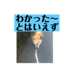 愛犬花13（個別スタンプ：4）