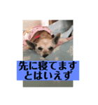 愛犬花13（個別スタンプ：5）