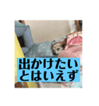 愛犬花13（個別スタンプ：6）