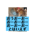 愛犬花13（個別スタンプ：7）