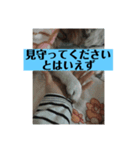 愛犬花13（個別スタンプ：8）