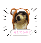 あんこ"（個別スタンプ：1）