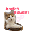 ノルウェージャンとマンチカン♡可愛い猫達（個別スタンプ：14）