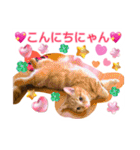 ノルウェージャンとマンチカン♡可愛い猫達（個別スタンプ：20）