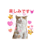 ノルウェージャンとマンチカン♡可愛い猫達（個別スタンプ：38）