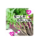 Radish LOVE  (o^^o)（個別スタンプ：4）