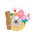 メイプルの仲間たち（個別スタンプ：1）