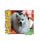 メイプルの仲間たち（個別スタンプ：13）