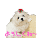 メル(382)（個別スタンプ：1）