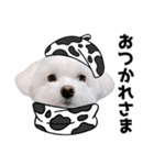 白い犬の冬と年末年始 3（個別スタンプ：3）