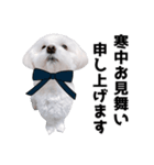 白い犬の冬と年末年始 3（個別スタンプ：32）