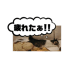 ワビサビちゃん①@ワビサビちゃんねる（個別スタンプ：3）
