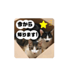 ワビサビちゃん①@ワビサビちゃんねる（個別スタンプ：14）