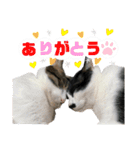 ワビサビちゃん①@ワビサビちゃんねる（個別スタンプ：17）