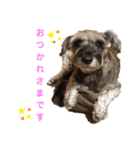 わがやの保護猫と犬のスタンプ3（個別スタンプ：1）