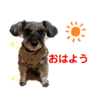 わがやの保護猫と犬のスタンプ3（個別スタンプ：2）