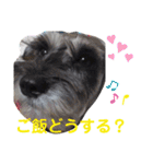 わがやの保護猫と犬のスタンプ3（個別スタンプ：3）