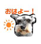 わがやの保護猫と犬のスタンプ3（個別スタンプ：5）