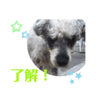 わがやの保護猫と犬のスタンプ3（個別スタンプ：6）