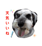 わがやの保護猫と犬のスタンプ3（個別スタンプ：7）