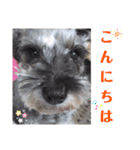わがやの保護猫と犬のスタンプ3（個別スタンプ：8）