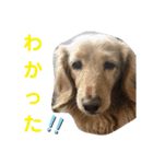 わがやの保護猫と犬のスタンプ3（個別スタンプ：9）
