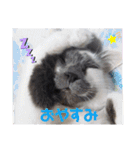 わがやの保護猫と犬のスタンプ3（個別スタンプ：11）