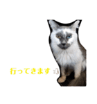 わがやの保護猫と犬のスタンプ3（個別スタンプ：12）
