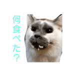 わがやの保護猫と犬のスタンプ3（個別スタンプ：13）