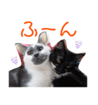 わがやの保護猫と犬のスタンプ3（個別スタンプ：14）
