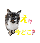 わがやの保護猫と犬のスタンプ3（個別スタンプ：19）