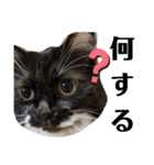 わがやの保護猫と犬のスタンプ3（個別スタンプ：20）