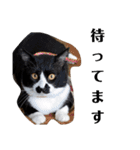 わがやの保護猫と犬のスタンプ3（個別スタンプ：21）