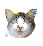 わがやの保護猫と犬のスタンプ3（個別スタンプ：23）