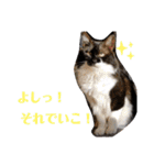 わがやの保護猫と犬のスタンプ3（個別スタンプ：24）