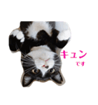 わがやの保護猫と犬のスタンプ3（個別スタンプ：25）