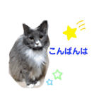 わがやの保護猫と犬のスタンプ3（個別スタンプ：26）