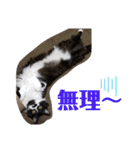 わがやの保護猫と犬のスタンプ3（個別スタンプ：27）