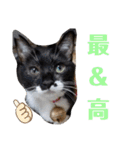 わがやの保護猫と犬のスタンプ3（個別スタンプ：28）