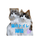 わがやの保護猫と犬のスタンプ3（個別スタンプ：30）