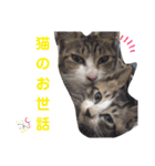 わがやの保護猫と犬のスタンプ3（個別スタンプ：31）