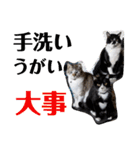 わがやの保護猫と犬のスタンプ3（個別スタンプ：32）
