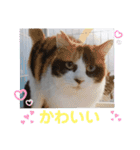 わがやの保護猫と犬のスタンプ3（個別スタンプ：33）
