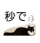 わがやの保護猫と犬のスタンプ3（個別スタンプ：34）
