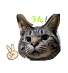 わがやの保護猫と犬のスタンプ3（個別スタンプ：35）